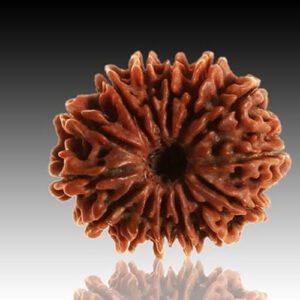 Rudraksha 14 Mukhi